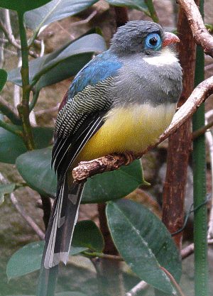 Sumatra-Trogon