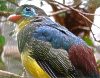 sumatra_trogon