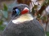 sumatra_trogon