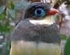 sumatra_trogon