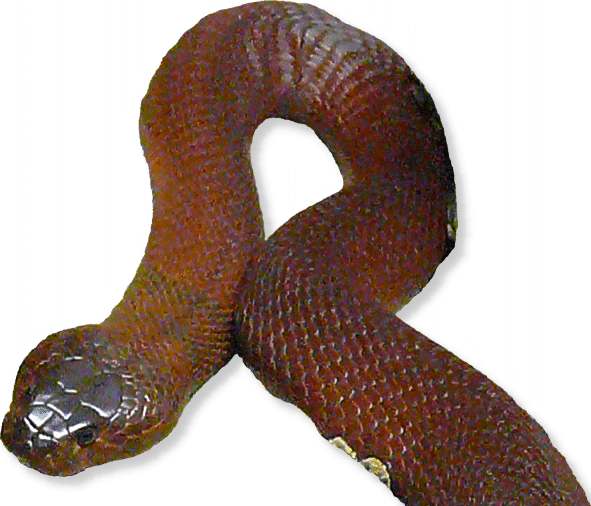 Mozambique Speikobra Rote