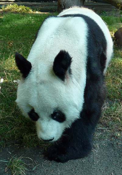 Grosser Panda