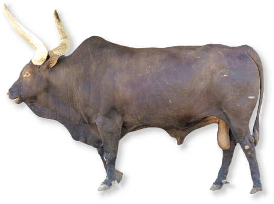  Hörner von Watussi Rindern