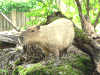 capybara