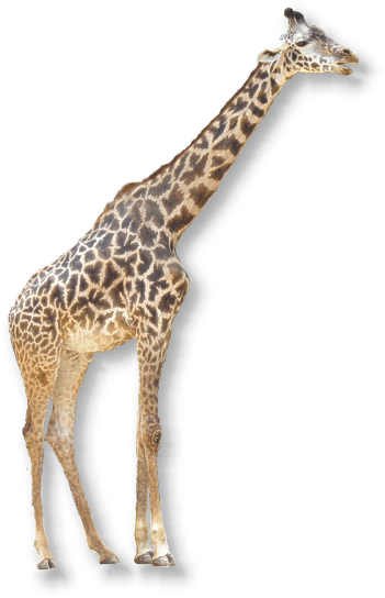 giraffe