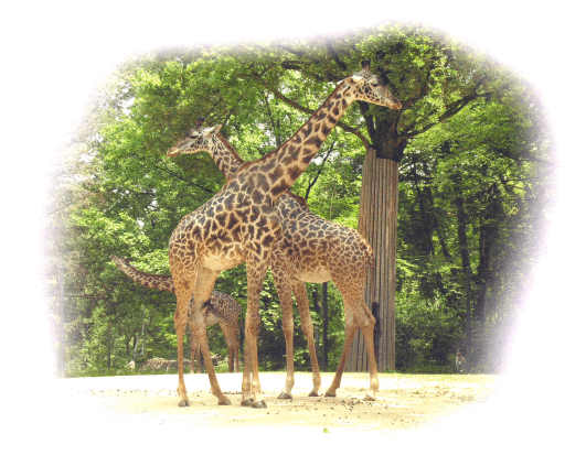 giraffe