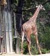 giraffe