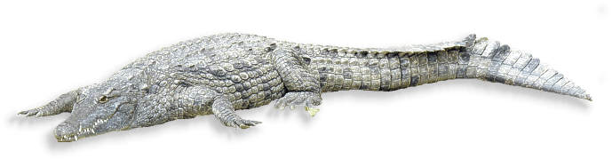 nilkrokodil