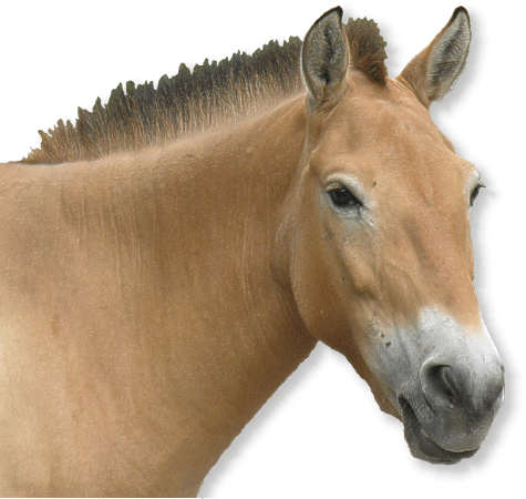 Przewalski Wildpferd