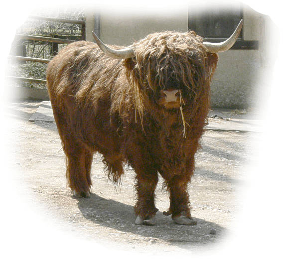 hochlandrind