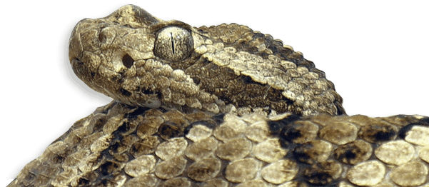 Baja-Klapperschlange