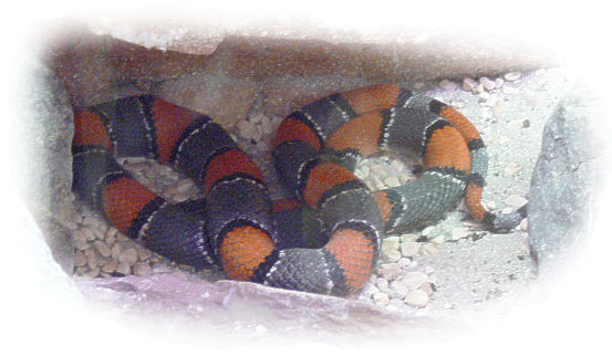 K�nigsnatter graugeb�ndert