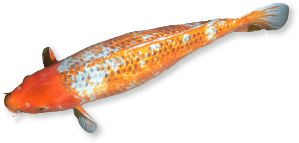 koi