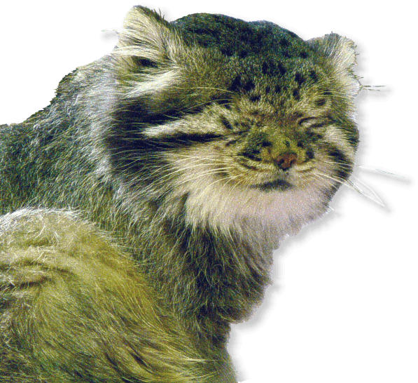 Manul