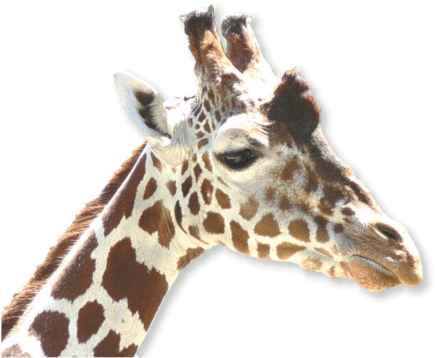 Netzgiraffe