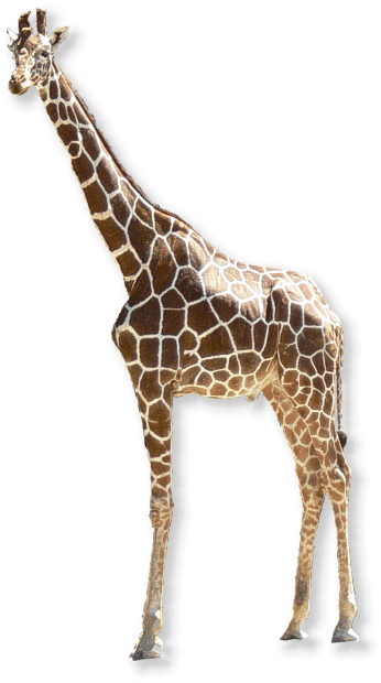 netzgiraffe