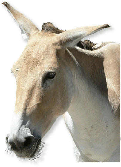 Onager