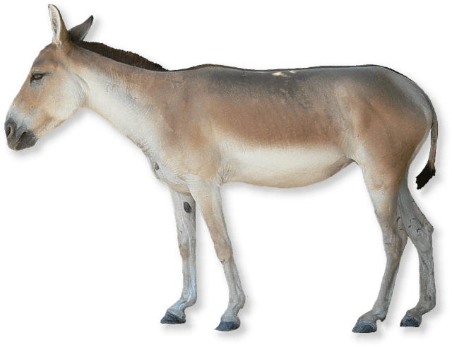 onager
