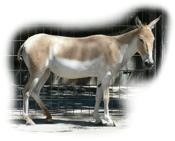 onager