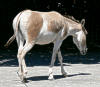 onager