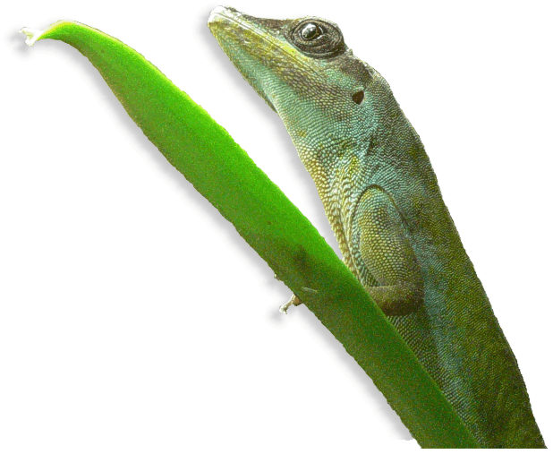 St. Vincent Anolis