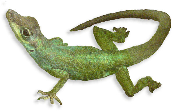 st_vincent_anolis