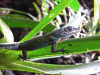 st_vincent_anolis