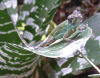 st_vincent_anolis