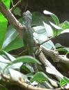 st_vincent_anolis