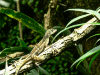 bartschi_anolis