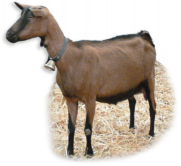 oberhasli_brienzerziege