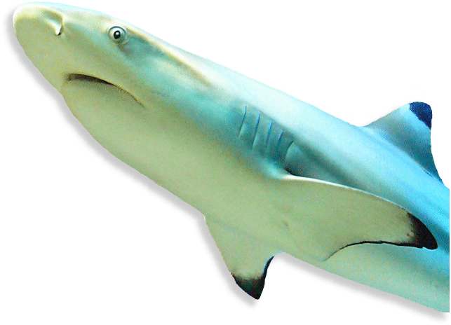 Schwarzspitzen-Riffhai