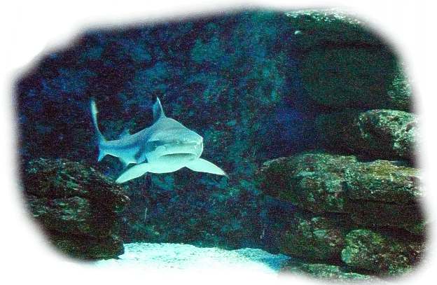schwarzspitzen_riffhai