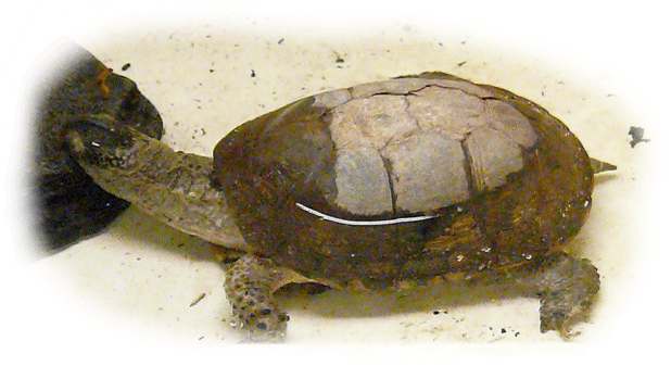 wasser_dosenschildkroeten