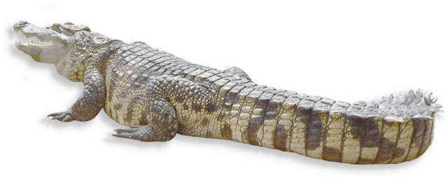 siamkrokodil
