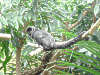 springtamarin