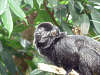 springtamarin