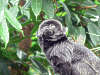 springtamarin