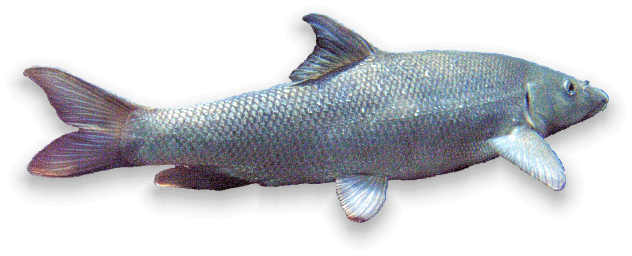 barbe