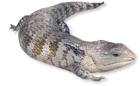 blauzungenskink