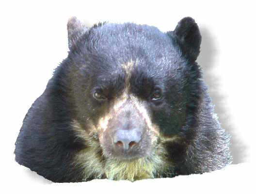 brillenbaer