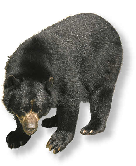 brillenbaer