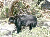 brillenbaer