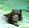 brillenbaer