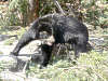 brillenbaer