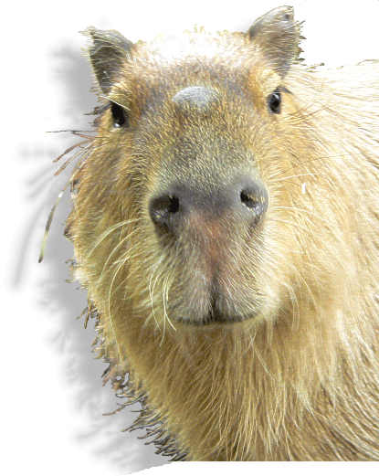 capybara