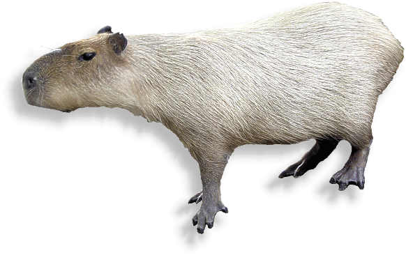 capybara
