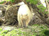 capybara