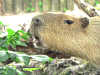 capybara