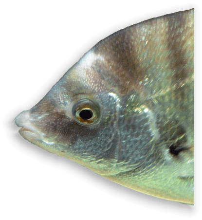 Egli Flussbarsch